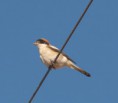 /album/photo-gallery-photogallery/woodchat-shrike-at-rio-azore-jpg/